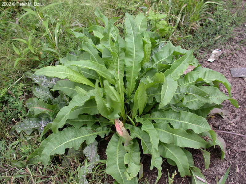 ترشک مواج  - معرفی علف های هرز